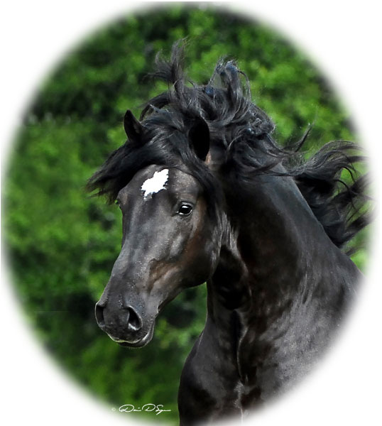 Solstice Blaque Knight - a 2002 black section D Welsh Cob stallion (out of Glenhaven Welsh Atlanta x Solstice Chivas Regal x Derwen Denmark)